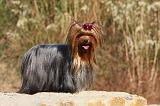 YORKSHIRE TERRIER 535